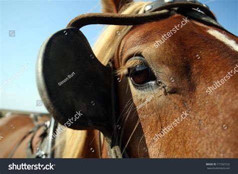 horse blinders for humans meme|Horse Blinders GIFs .